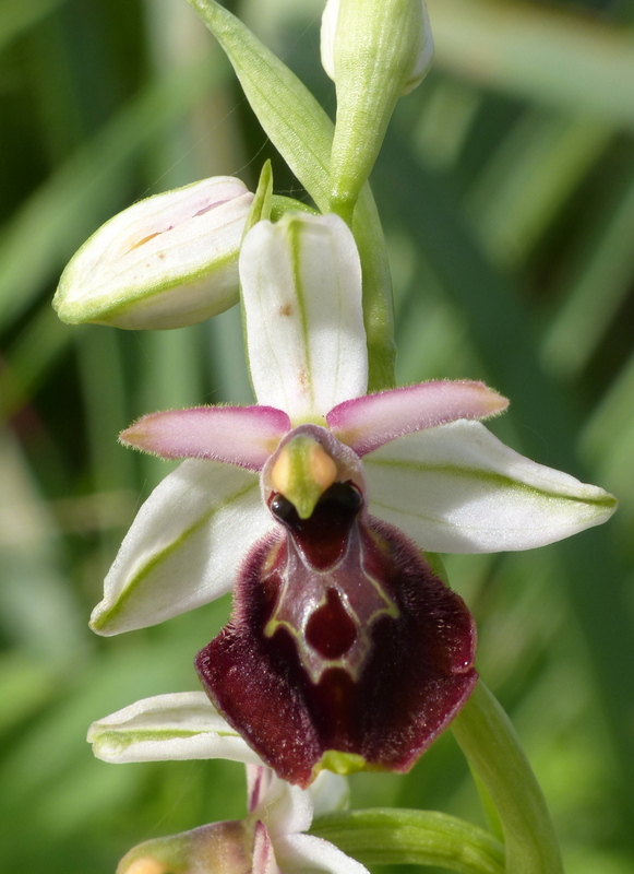 Ophrys montis-leonis sulla costa tirrenica laziale e sugli Aurunci  marzo 2024